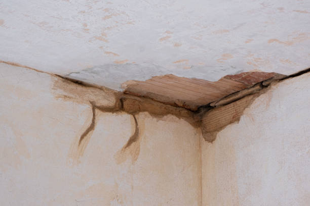 Best Water damage restoration near me  in Elbow Lake, MN