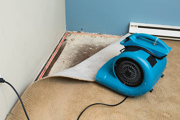 Best Fire Damage Restoration  in Elbow Lake, MN